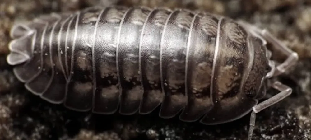 facts-about-sow-bugs