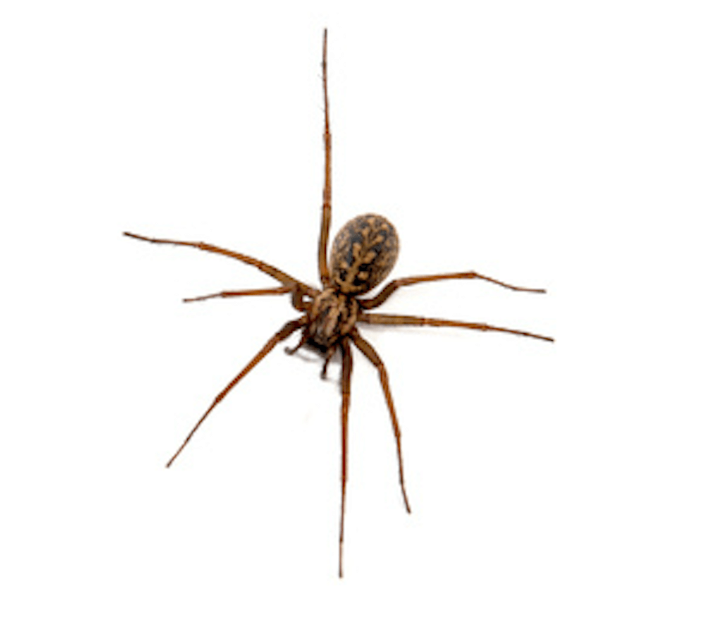 8 Facts About the Common House Spider