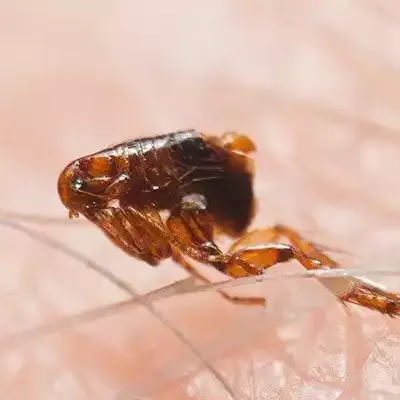 flea-jumping-on-skin