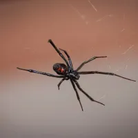 A juvenile black widow spider