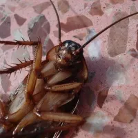 cockroach on floor in your home