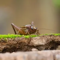 facts-about-crickets