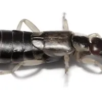 facts-about-earwigs