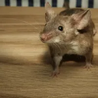 mouse-in-home