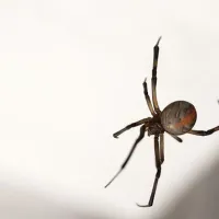 spider-in-home