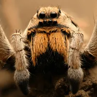 facts-about-wolf-spiders