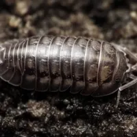 facts-about-sow-bugs