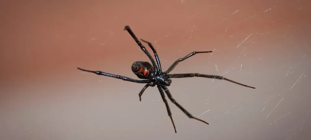 A juvenile black widow spider