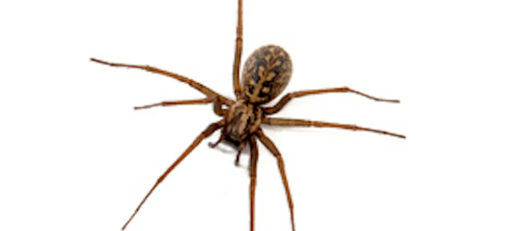 facts-about-hobo-spiders
