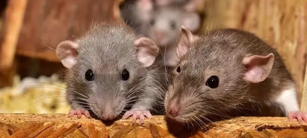 mice-in-home