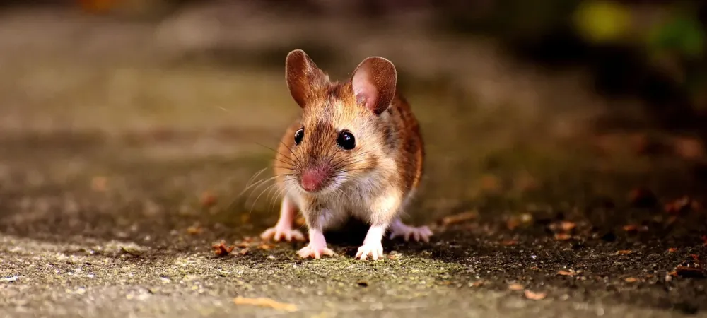 small mouse standing on a path