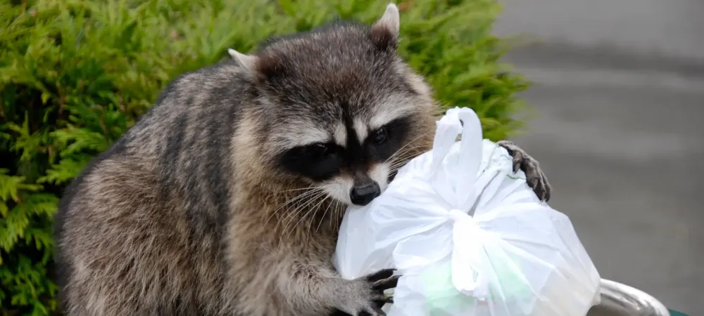 raccoon removing trash from a trashcan 