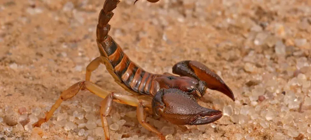 The bark scorpion, the most dangerous scorpion in California.