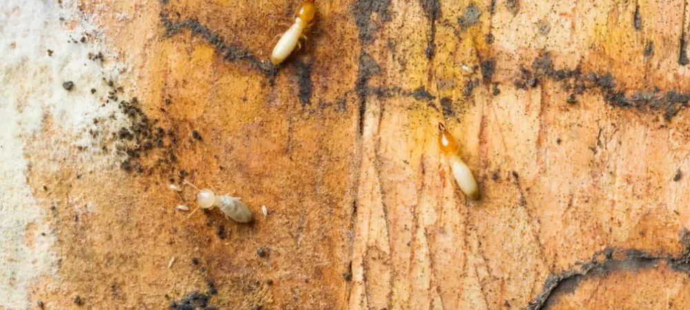 the-most-common-termites-in-northern-california-termite-treatment
